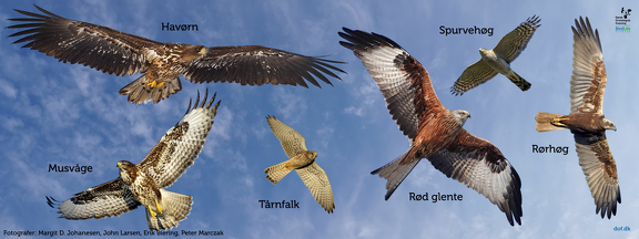 Rovfuglebanner til skaerm2