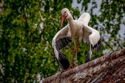 102975223 3449980095034328 4081352418725463668 o