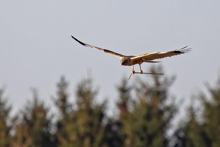 92850576 10157280539712239 5972582290616745984 o