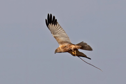 92827945 10157280540207239 7145084465226711040 o